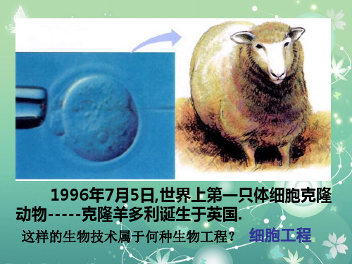植物细胞工程的基本技术PPT教学课件