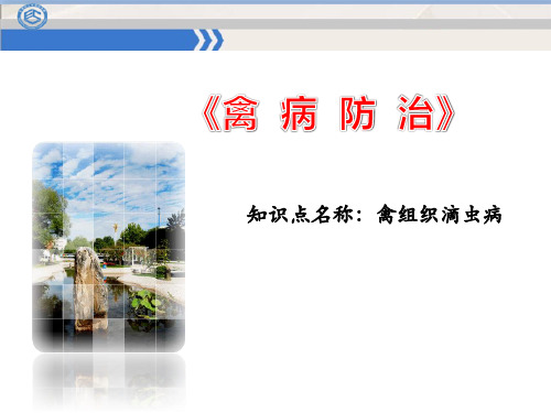 61禽组织滴虫病课件