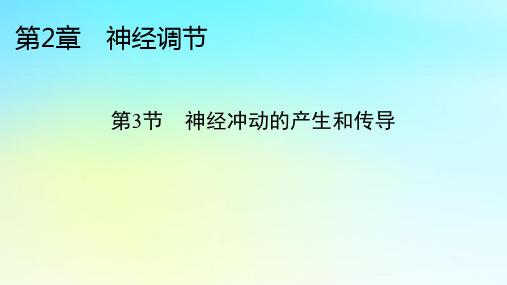 新教材2024版高中生物第2章神经调节第3节神经冲动的产生和传导课件新人教版选择性必修1
