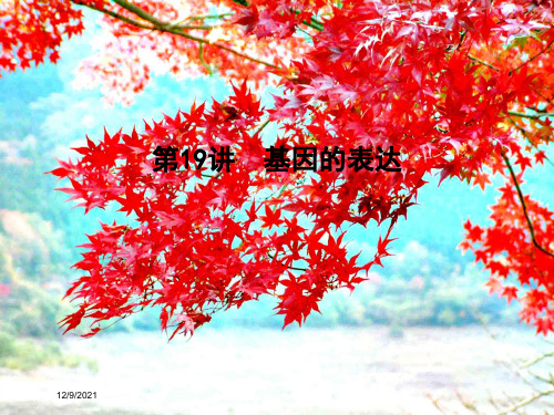 高考生物一轮复习 第六单元 遗传的分子基础 第19讲 基因的表达课件