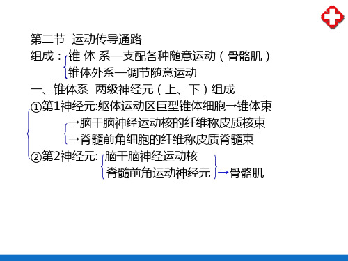 神经系统的传导通路—运动传导通路(人体解剖学)