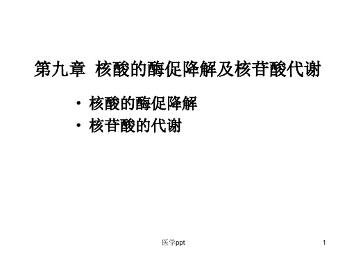 核酸的酶促降解与核苷酸代谢