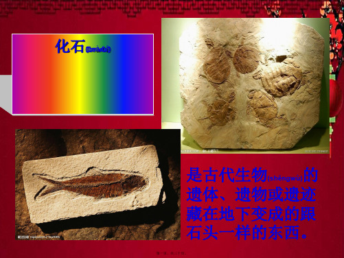 五年级语文上册《奇异的琥珀》课件2 沪教沪教小学五年级上册语文课件