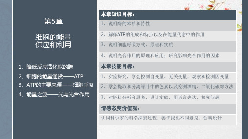 新版【人教版-】--降低反应活化能的酶(共2课时)19张PPT学习演示PPT课件