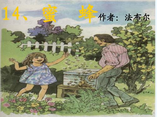 语文人教版三年级上册蜜蜂第二课时课件