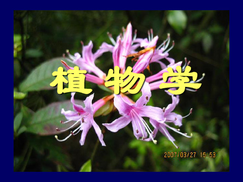 植物学绪论.