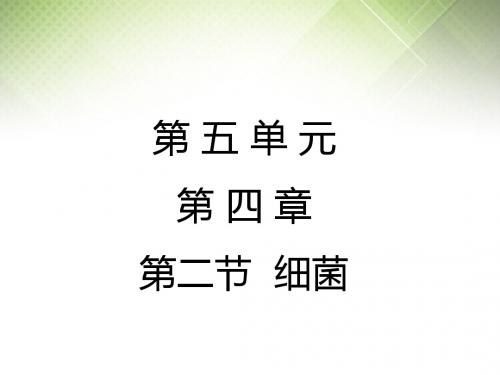 人教版八年级上册生物课件5.4.2  细菌 (共22张PPT)