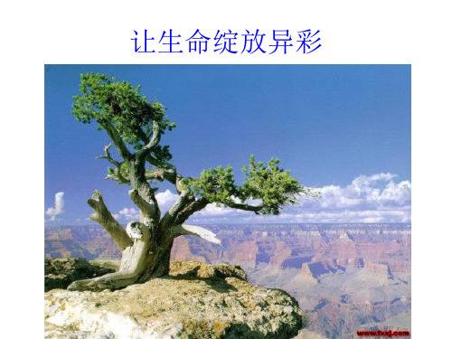 让生命绽放异彩