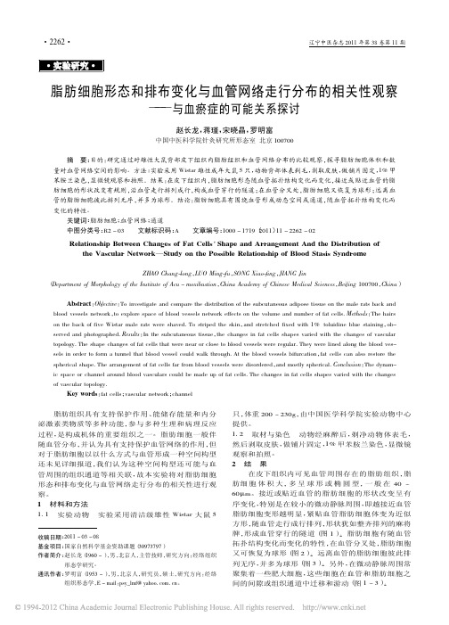 脂肪细胞形态和排布变化与血管网络走行分布的相关性观察——与血瘀症的可能关系探讨_赵长龙