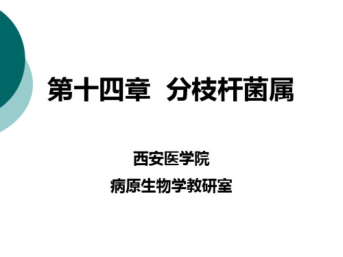 分枝杆菌属