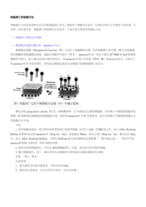 -细胞凋亡的检测方法-
