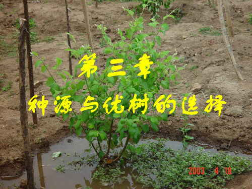 种源与优树的选择
