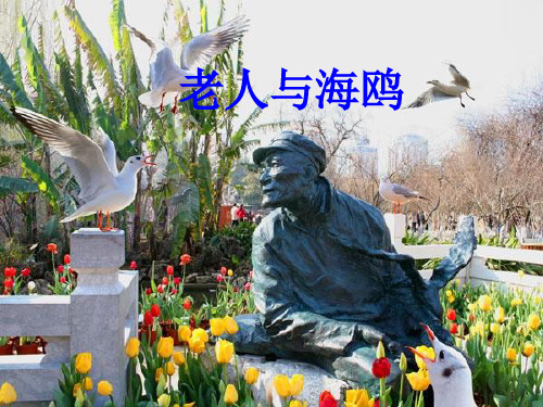 15老人和海鸥的故事