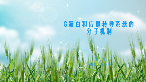 G蛋白和信息传导系统幻灯片PPT