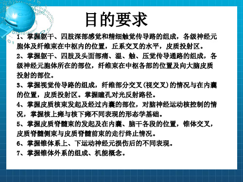 《传导路》ppt课件