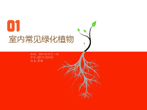 室内常见绿化植物ppt课件