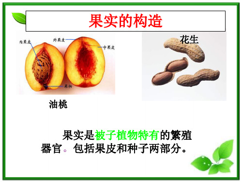 植物的果实