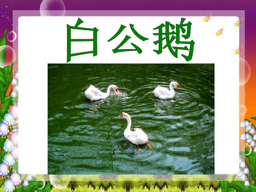 《白公鹅》PPT课件下载3
