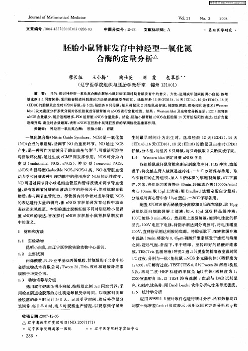 胚胎小鼠肾脏发育中神经型一氧化氮合酶的定量分析