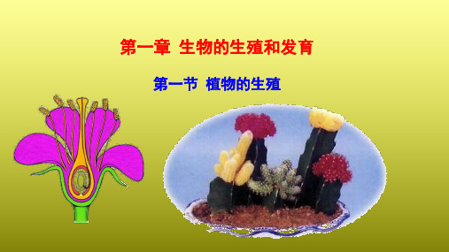人教版八年级生物下册课件：7.1.1  植物的生殖