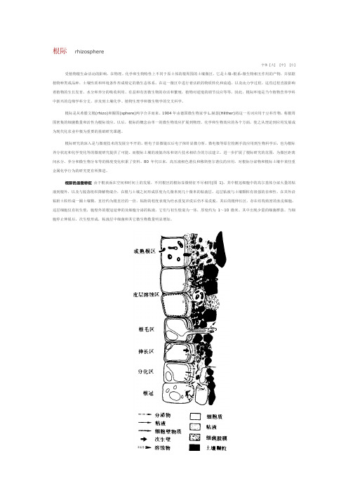 根际