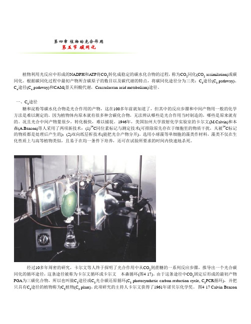第五节 碳同化