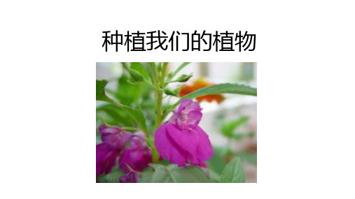 种植我们的植物PPT
