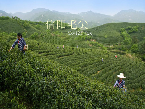 信阳毛尖.ppt