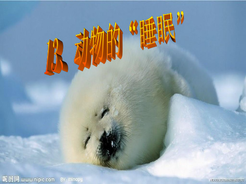 西师大版四年级下册《动物的睡眠》13课《动物的睡眠》