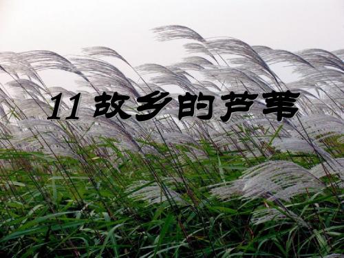 《故乡的芦苇》PPT课件2
