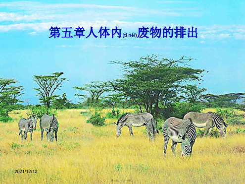 七年级生物下册 第四单元 第五章 人体内废物的排出课件 