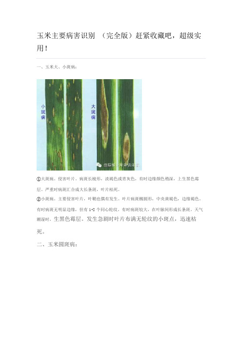 玉米主要病害识别