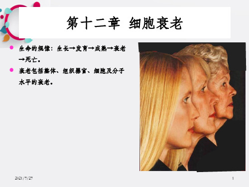 《细胞衰老》PPT课件_OK