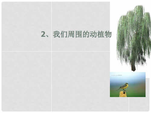 三年级科学上册 1.3 我们周围的动植物课件1 青岛版五