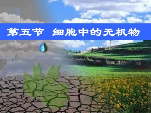 人教版高中生物必修一2.5细胞中的无机物教学课件 (共20张PPT)