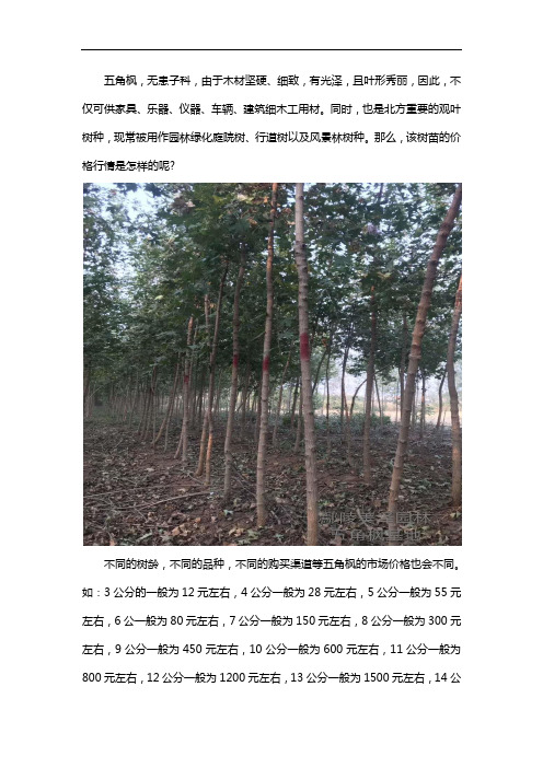 五角枫最新价格行情