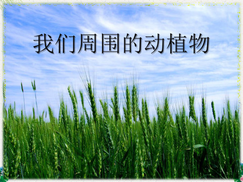 三年级上册科学课件- 1.3《我们周围的动植物》(2)∣青岛版(五四制)