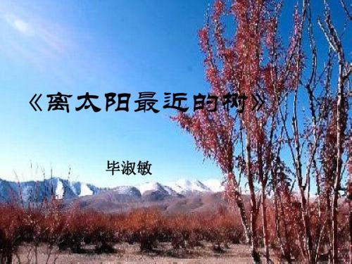 《离太阳最近的树》
