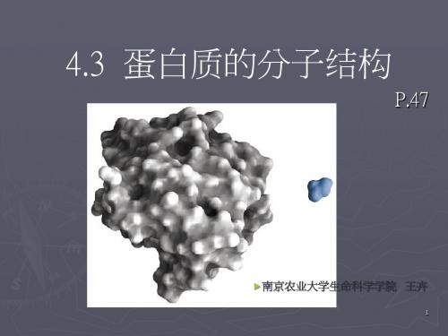 4.3 蛋白质的分子结构
