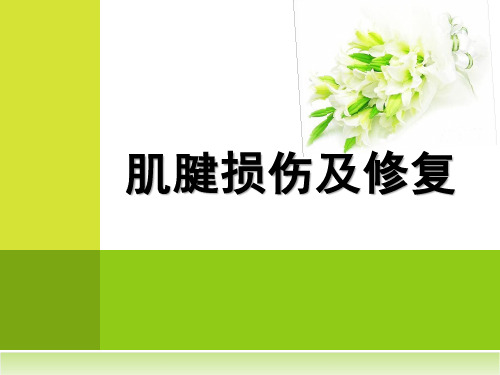 生物力学——肌腱损伤修复