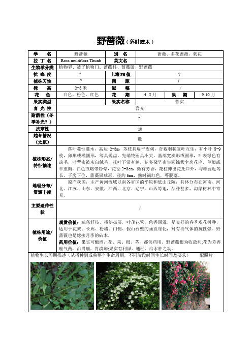 野蔷薇