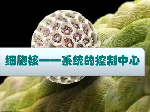 第三章第三节细胞核