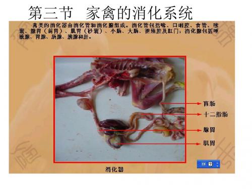 《家禽的消化系统》PPT课件