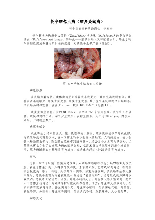牦牛脑包虫病(脑多头蚴病)