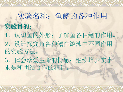 实验：鱼鳍的各种作用实验报告