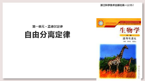浙科版高中生物必修2课件 自由组合定律课件