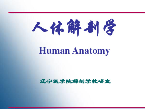 系统解剖学骨学