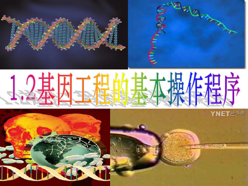 高中生物选修三专题一 1.2 基因工程的基本操作程序