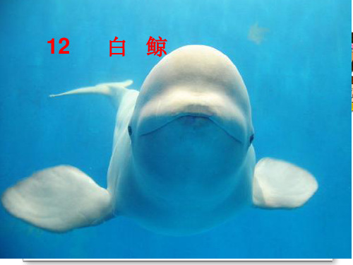 新西师大语文四年级下册12白鲸ppt
