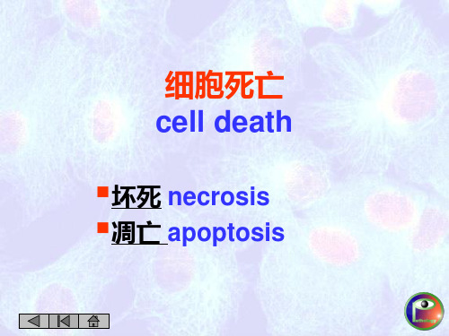 细胞死亡
